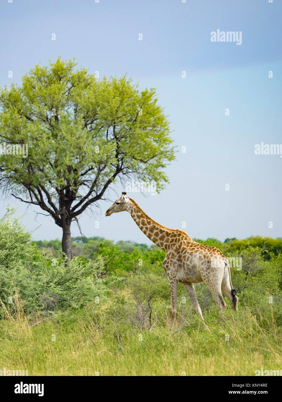 Giraffe botswana -Fotos und -Bildmaterial in hoher Auflösung – Alamy