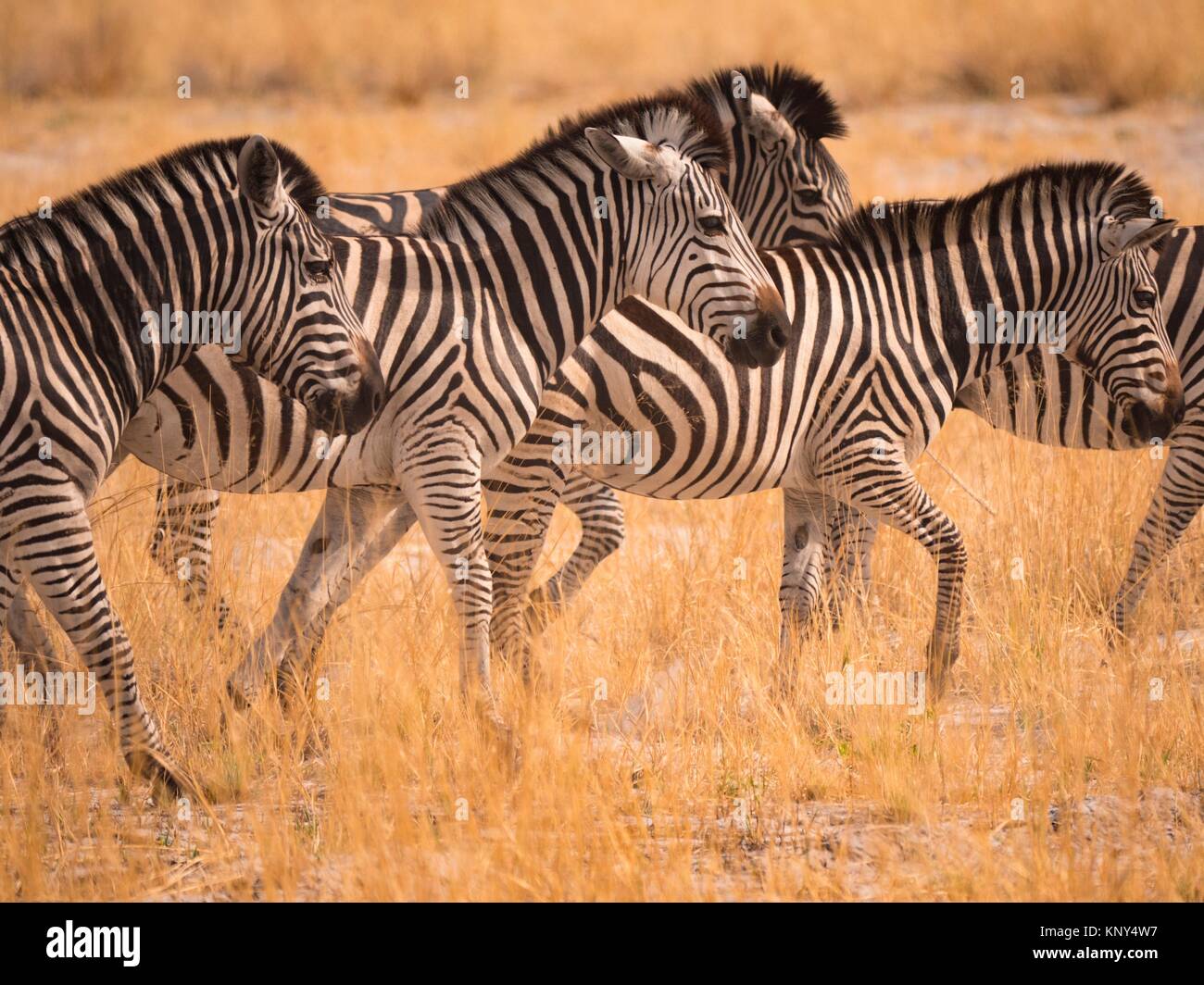Botswana. Zebra Blenden. Stockfoto