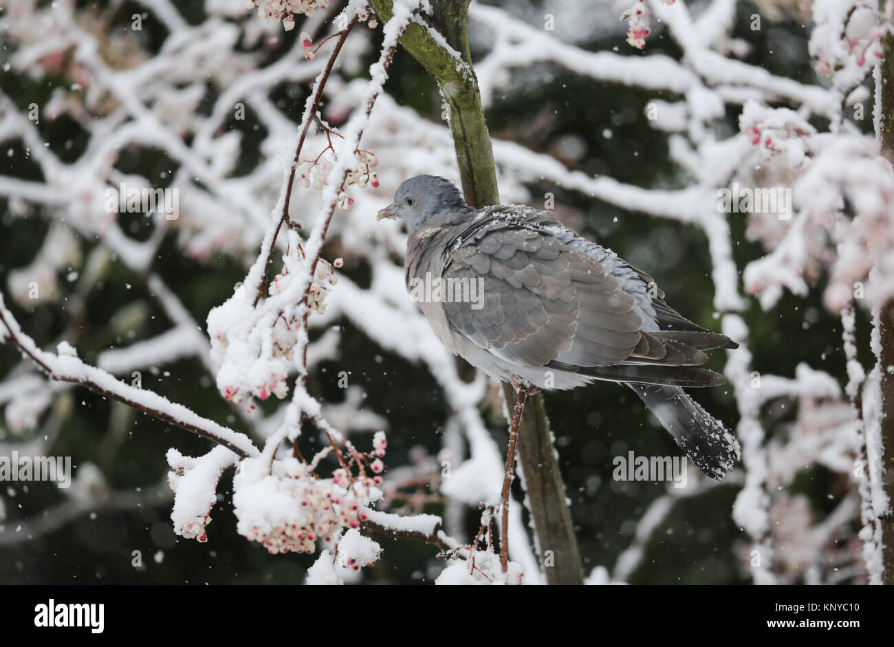 Ein winter Szene eines Woodpigeon (Columba palumbus) auf eine Niederlassung eines Mountain Ash tree in einem Schneesturm thront. Es speist auf der Beeren. Stockfoto