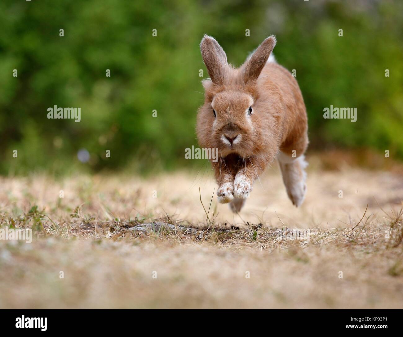Running Rabbit Stockfoto