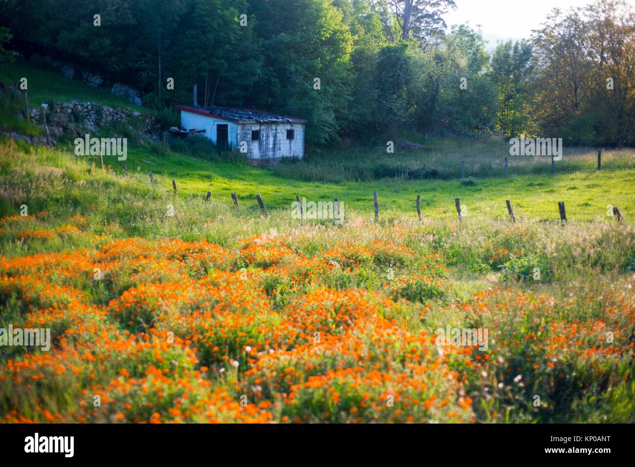 Entorno de casa de campo -Fotos und -Bildmaterial in hoher Auflösung ...