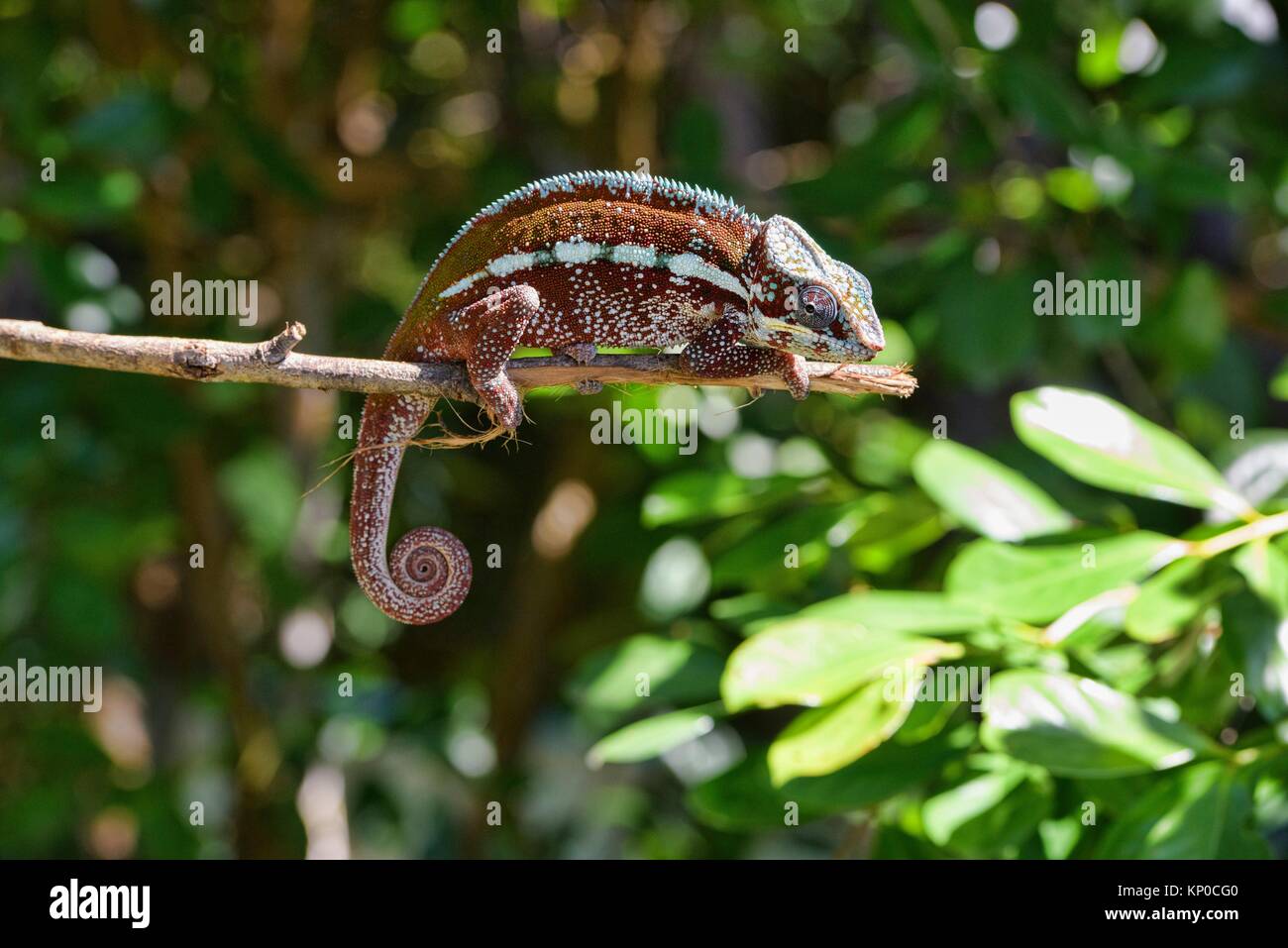 Bunte Panther chameleon (Furcifer pardalis), Andasibe, Madagaskar. Stockfoto