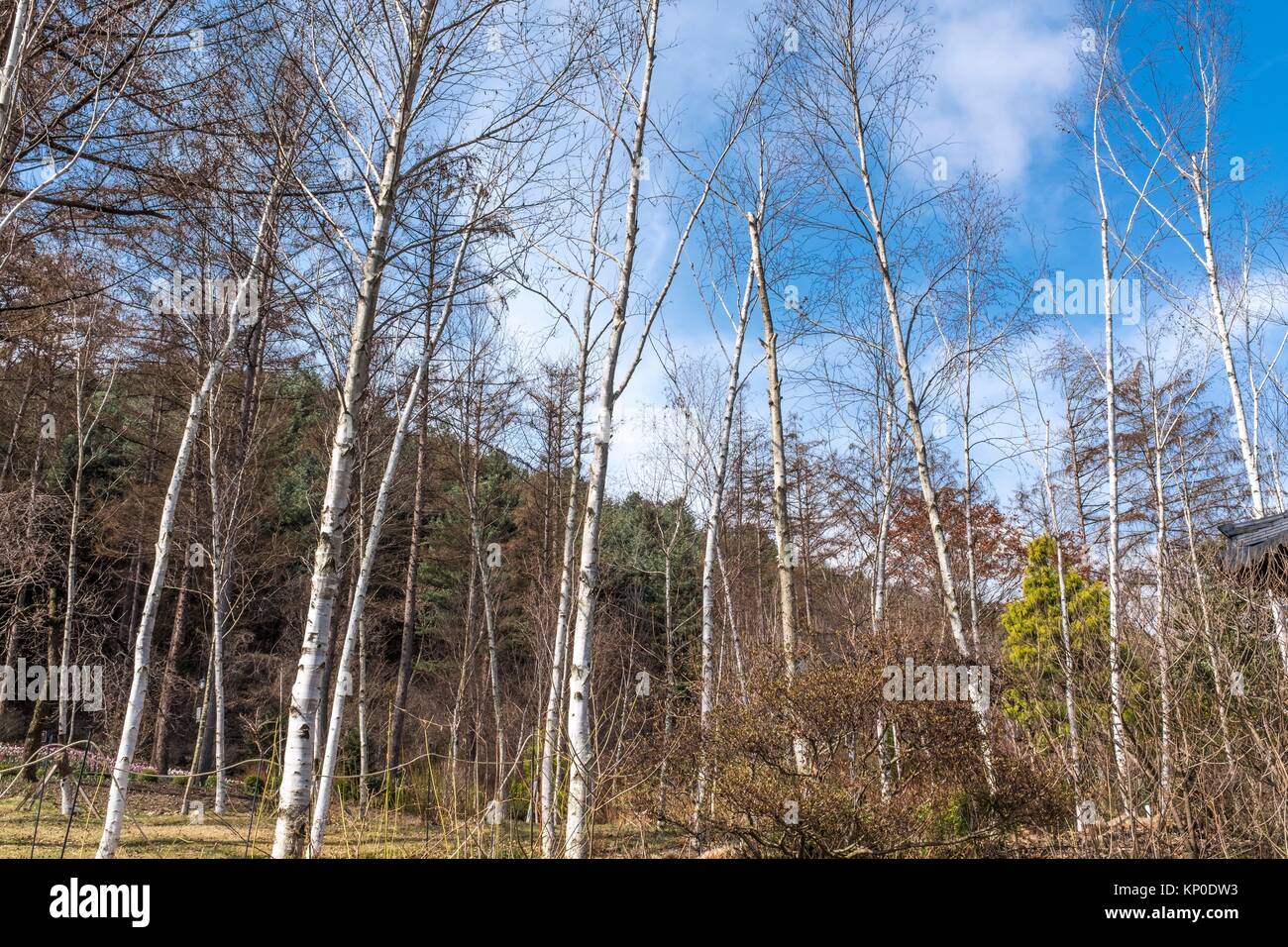 Die Bäume und das Gelände der Garten der in Gapyeong