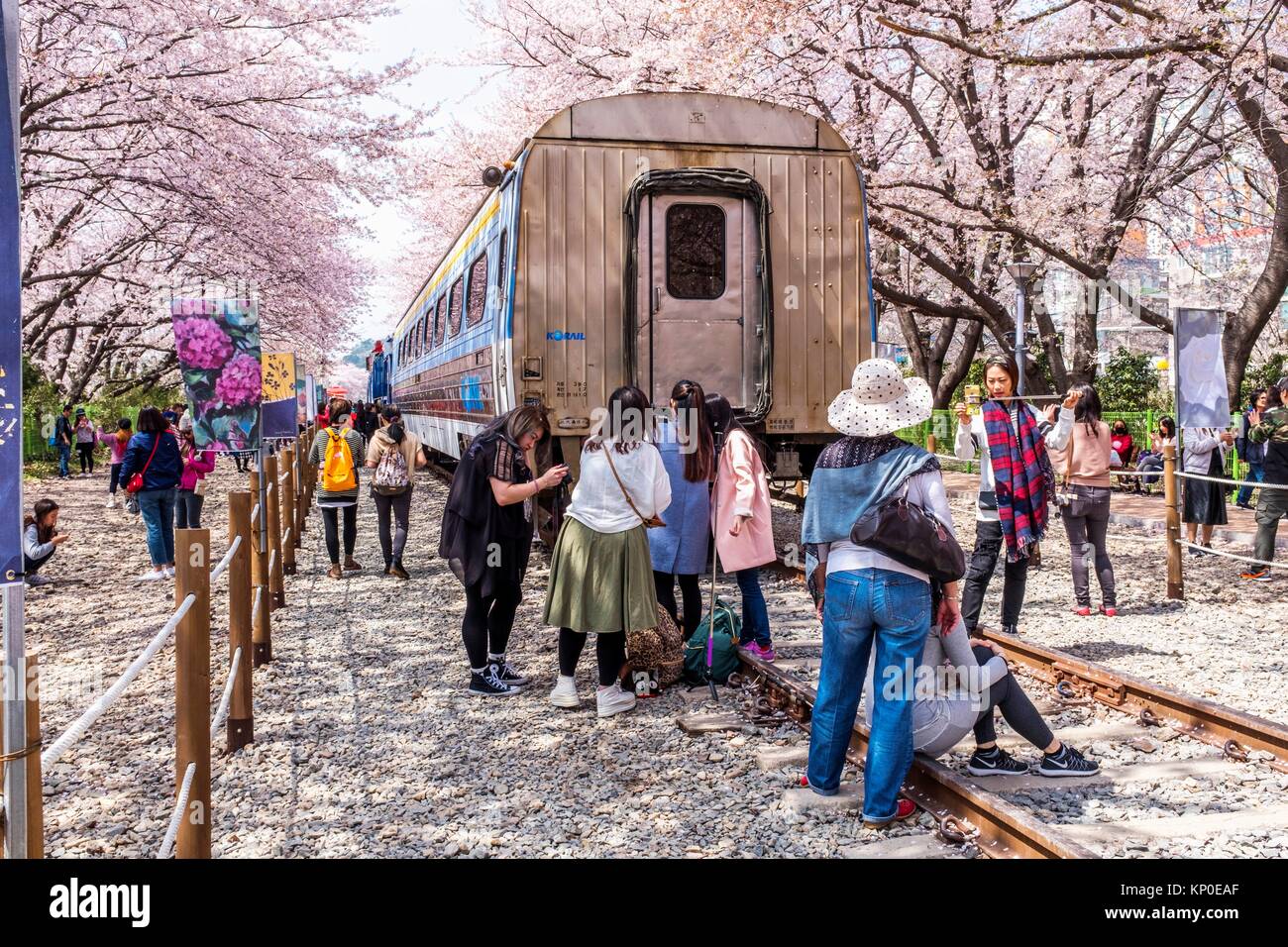 Jinhae Cherry Blossom Festival in Südkorea, Gyeonghwayeok Zug