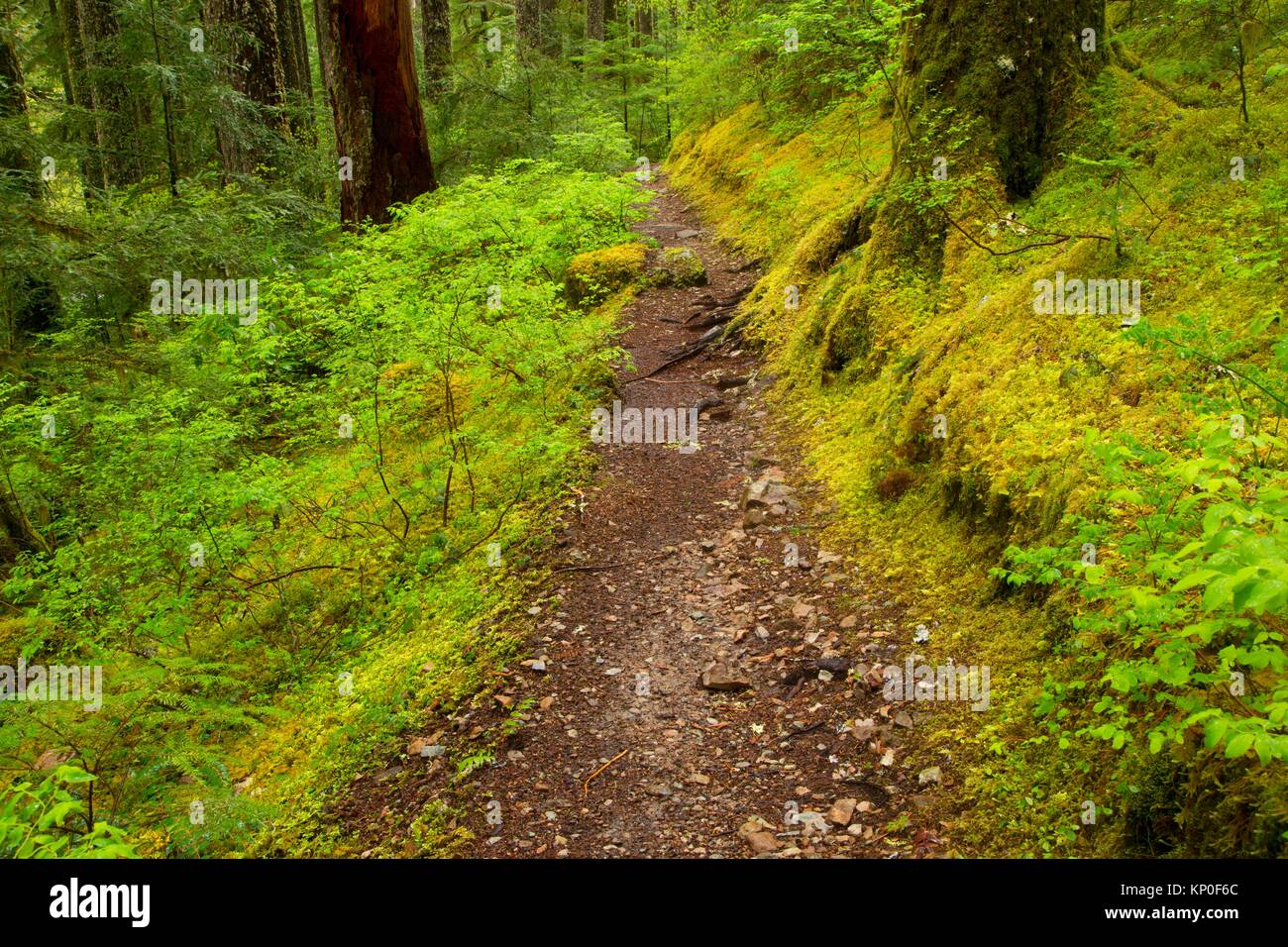 Trail, Opal Creek malerischen Erholungsgebiet, Willamette National Forest, Oregon. Stockfoto