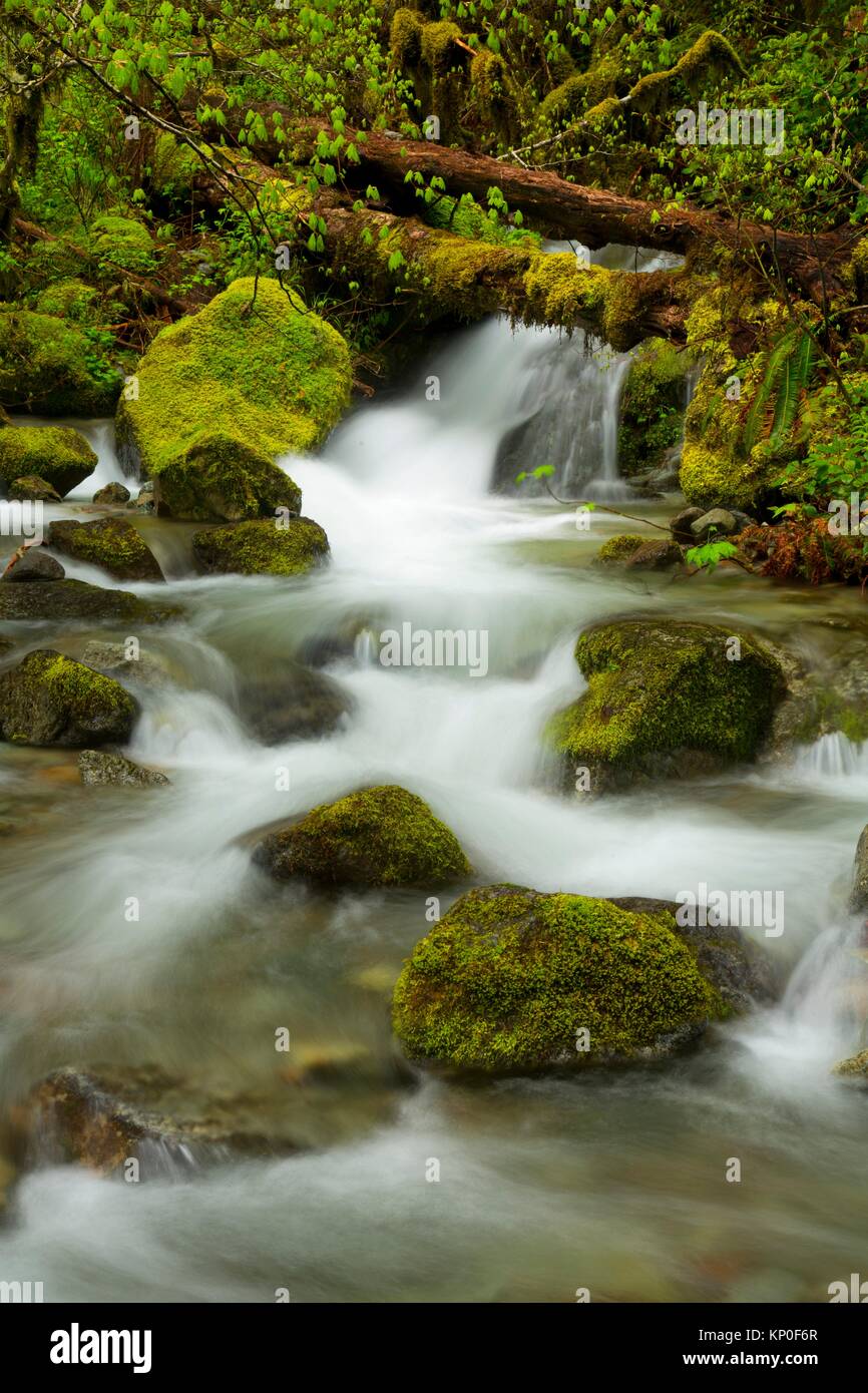 Creek im alten Wald, Opal Creek malerischen Erholungsgebiet, Willamette National Forest, Oregon. Stockfoto