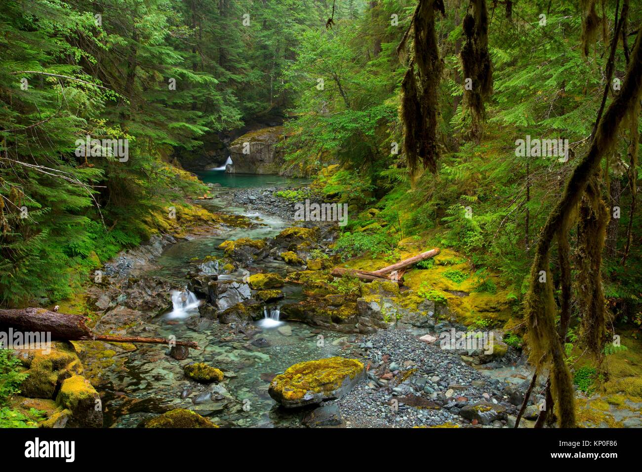 Opal Creek Creek Trail entlang Opal, Opal Creek malerischen Erholungsgebiet, Willamette National Forest, Oregon. Stockfoto