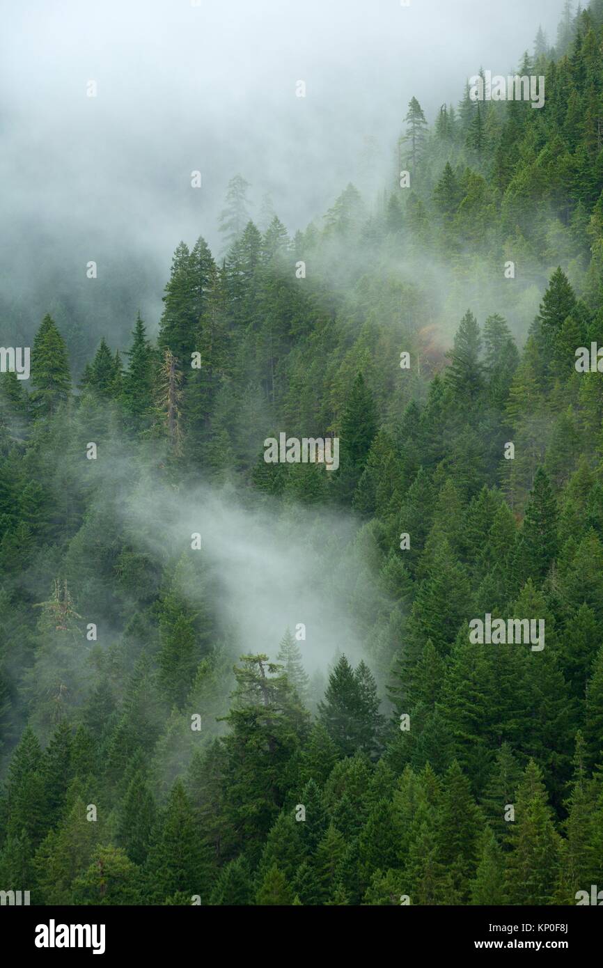 Wald Hang im Nebel, Opal Creek malerischen Erholungsgebiet, Willamette National Forest, Oregon. Stockfoto