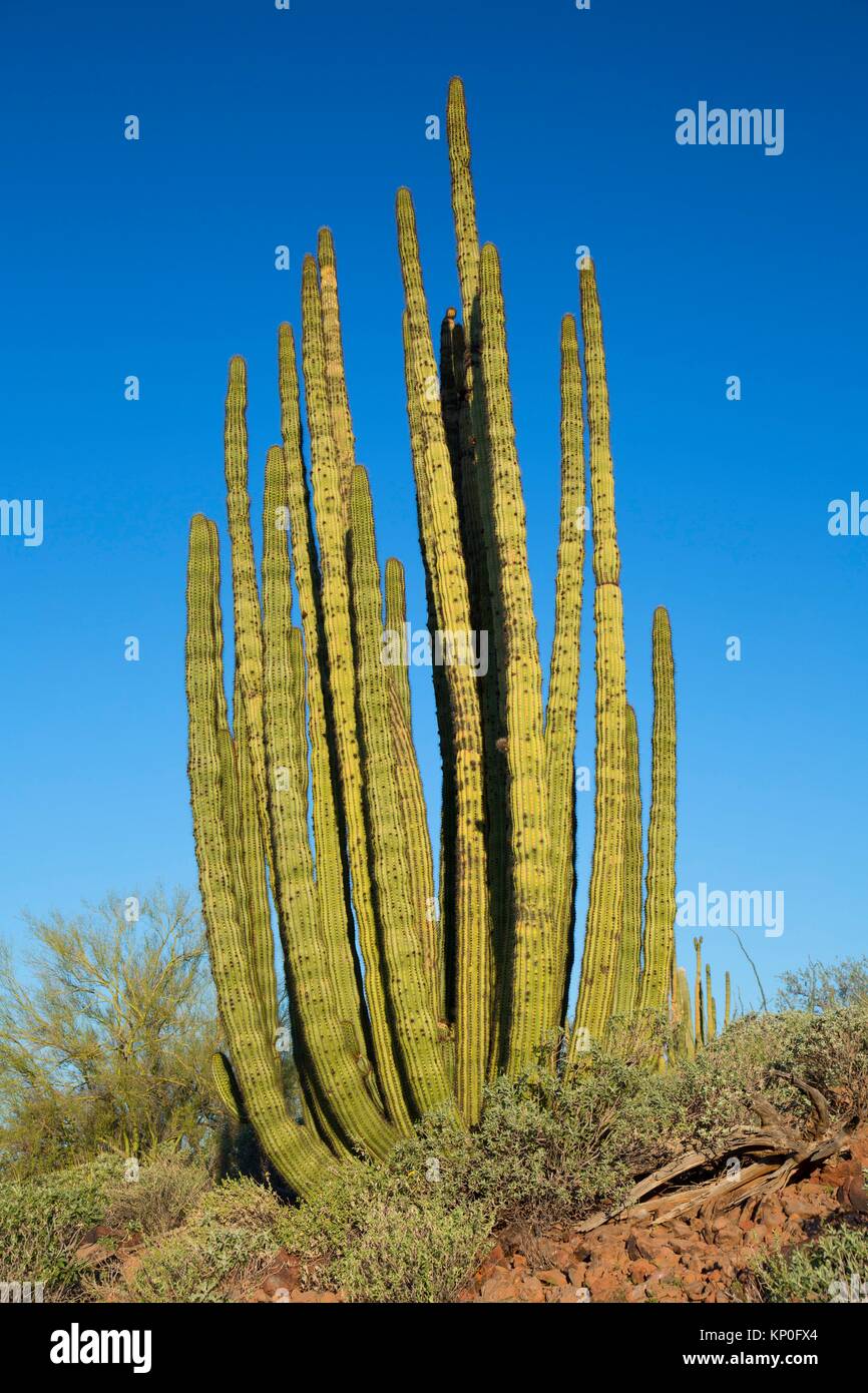 Organ Pipe Cactus Entlang Ajo Mountain Drive Organ Pipe Cactus National Monument Arizona Stockfotografie Alamy