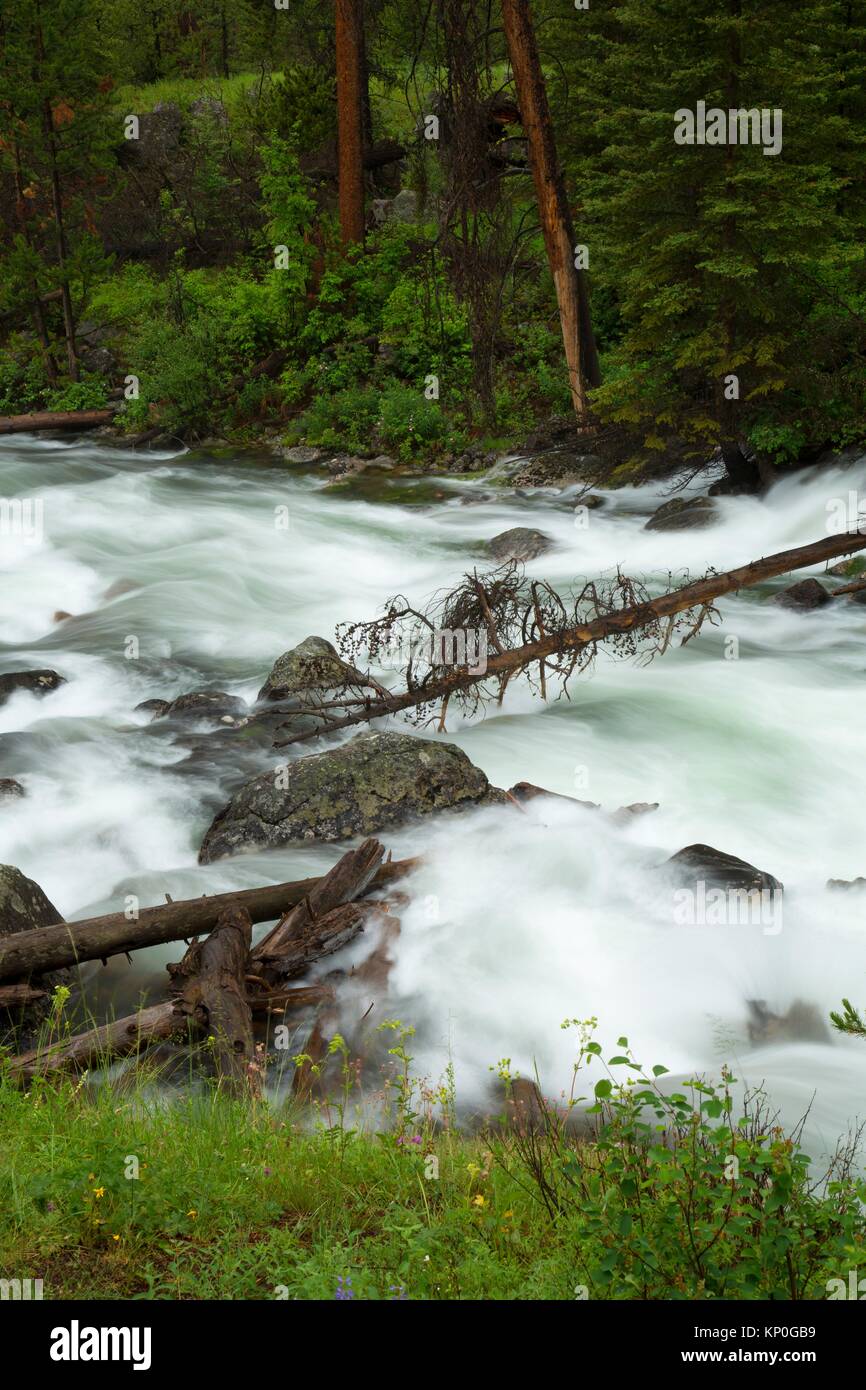 Crazy Creek, Shoshone National Forest, Beartooth Highway Scenic Byway