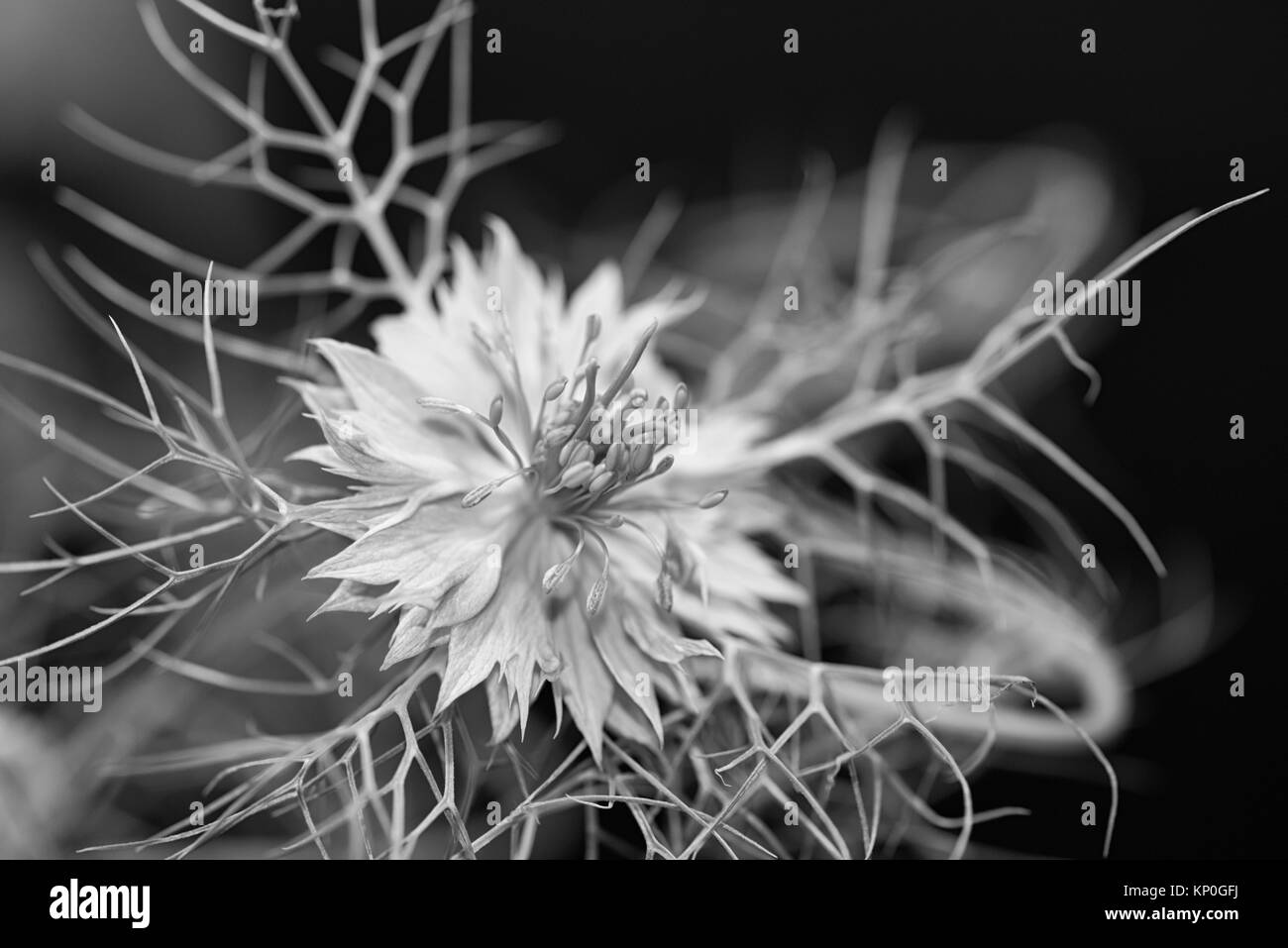 Monochrome outdoor Makro einer einzigen Blüte Liebe-in-a-Mist blühen auf natürliche Dunkel und schwarz verschwommenen Hintergrund Stockfoto