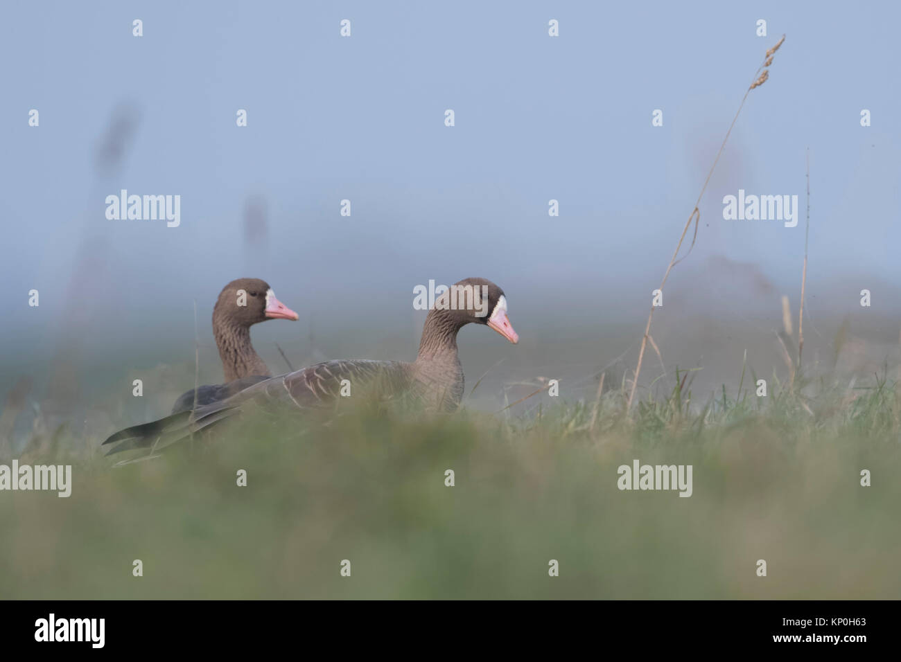 Mehr white-fronted goose/Blaessgans (Anser Albifrons), kleine Herde, sich ausruhen, im hohen Gras einer Wiese, Wildlife, Europa sitzen. Stockfoto