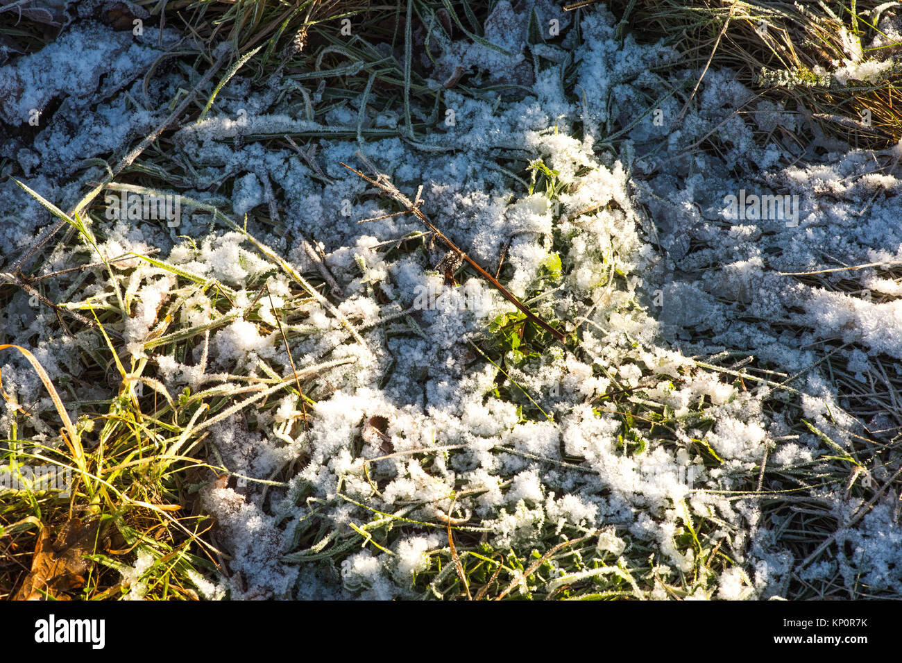 Frost auf Gras auf einer kalten Wintern Morgen im Winter Stockfoto
