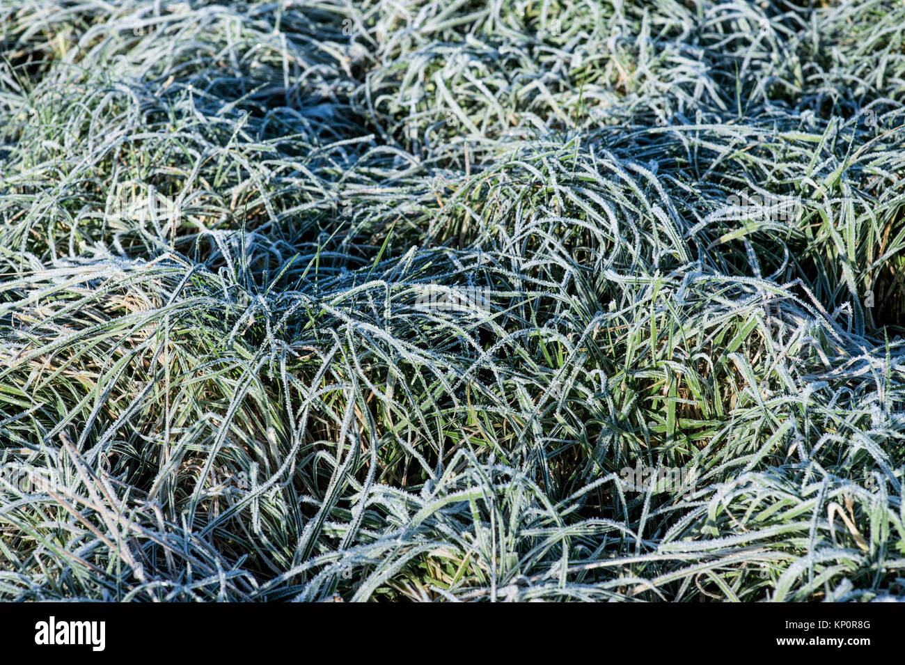 Wiese Gras mit einer Decke von dicken schweren Winter Frost Stockfoto
