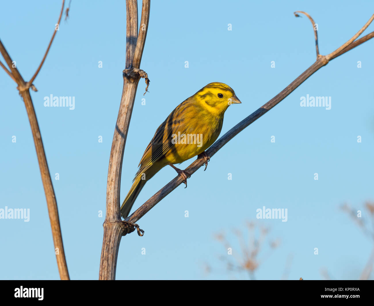 Die Goldammer wären Emberiza citinella thront vor blauem Himmel Stockfoto