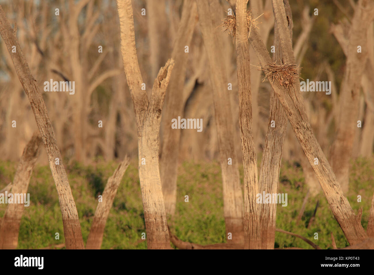 Ein Nest sitzt in der Gabel der einen toten Baum am Rande eines australischen Outback Feuchtgebiet billabong Lagune Stockfoto