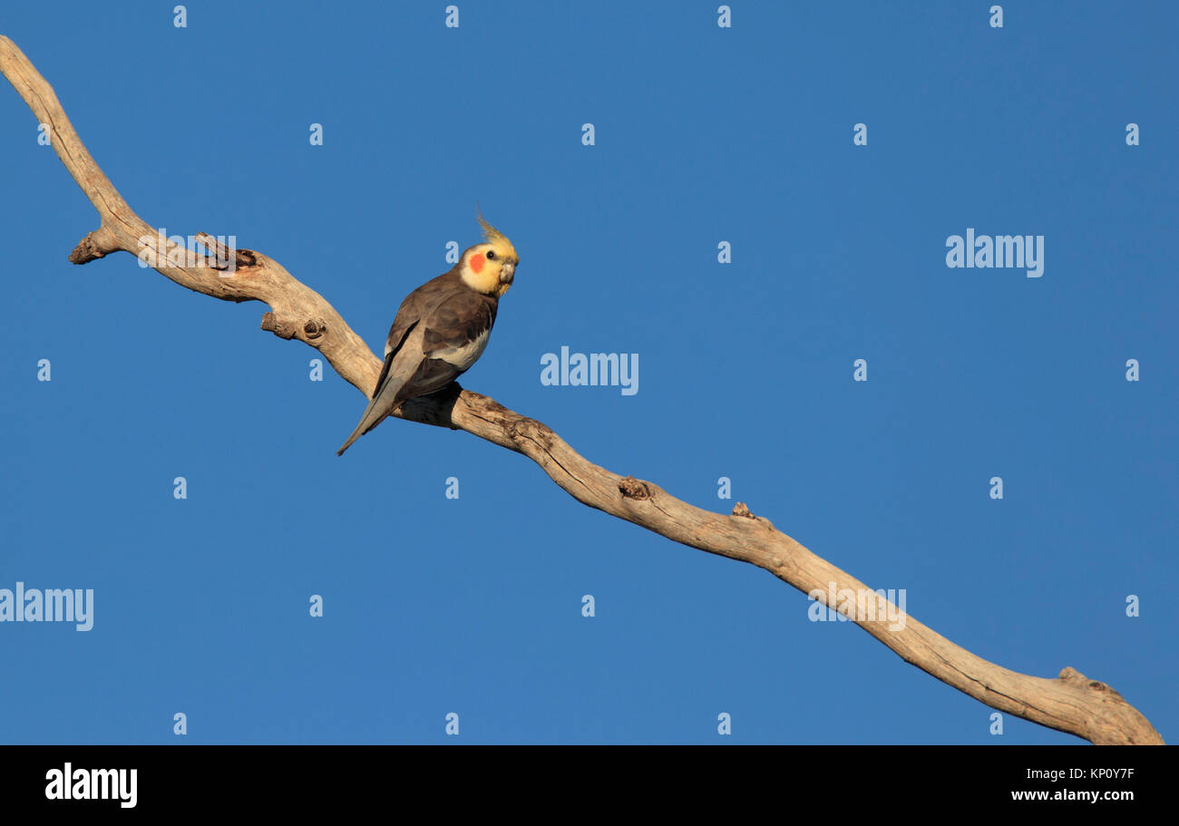 Nymphensittich, Nymphicus hollandicus, thront auf einem toten Zweig mit blauer Himmel und kopieren Raum Stockfoto