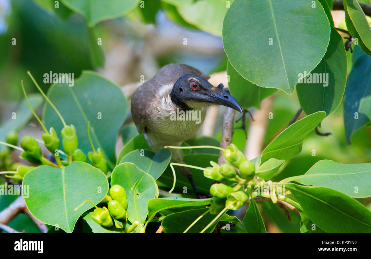 Eine laute Friarbird, Philemon corniculatus, Fütterung auf Nektar in einem üppigen grünen Blatt Baum Stockfoto