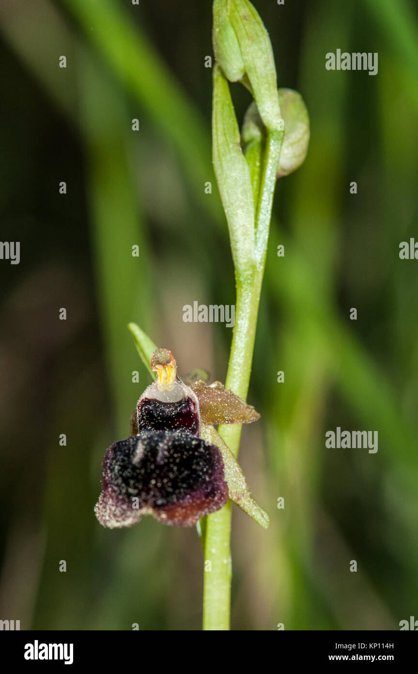 Nahaufnahme der frühen Spider-Orchidee, Ophrys sphegodes, in freier Wildbahn Stockfoto