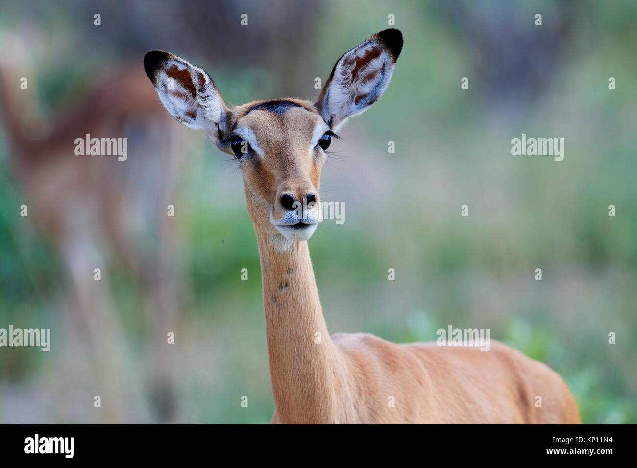 Impala (Aepyceros melampus) in Alarmbereitschaft. Hwange National Park, Zimbabwe. Stockfoto