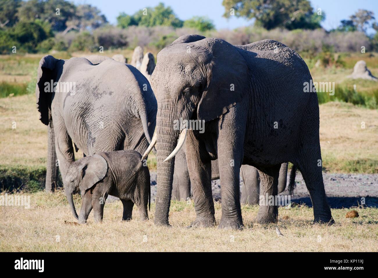Afrikanischer Elefant Familie mit Mutter und junges Kalb (Loxodonta africana), Duba Plains, Okavango Delta, Botswana, Südafrika. Stockfoto