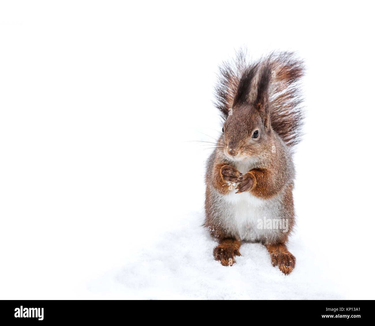 Eichhörnchen mit flauschigen Schwanz stehend auf Schnee im Winter Park auf der Suche nach Essen Stockfoto