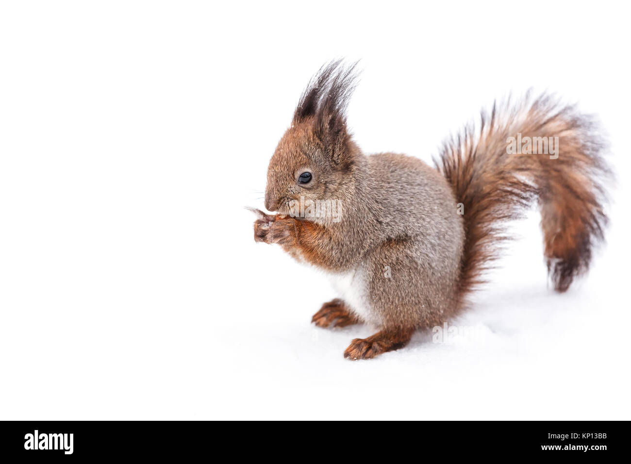 Eichhörnchen mit flauschigen Schwanz sitzen auf verschneiten Boden im Winter und essen Mutter Stockfoto