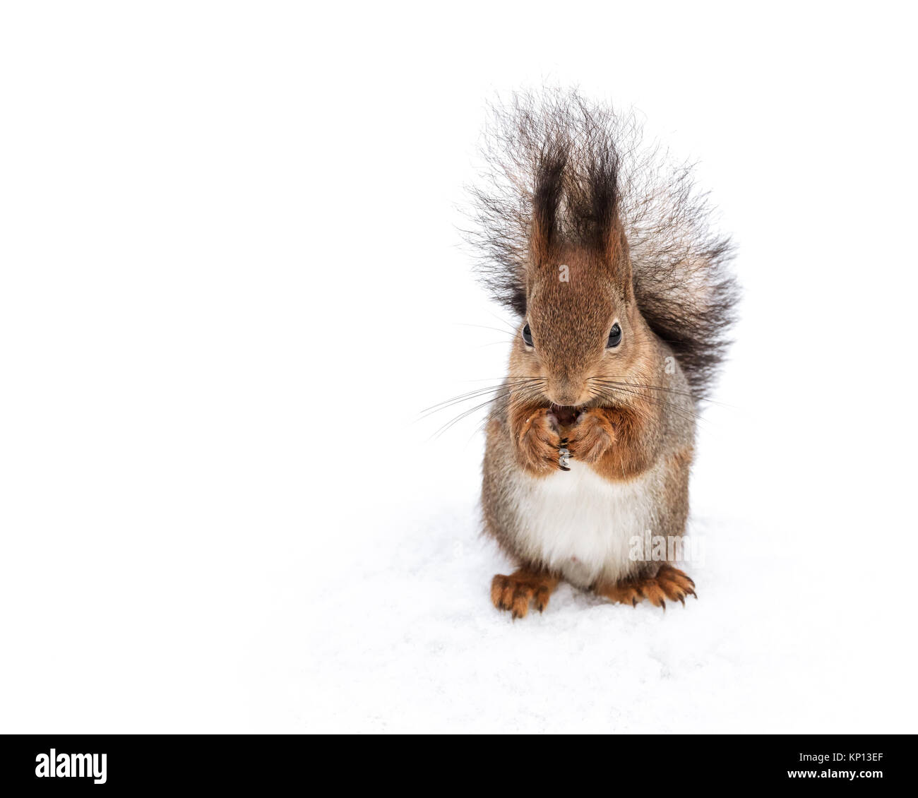 Rot niedliche Eichhörnchen mit flauschigen Fell sitzen auf Schnee und essen Mutter Stockfoto