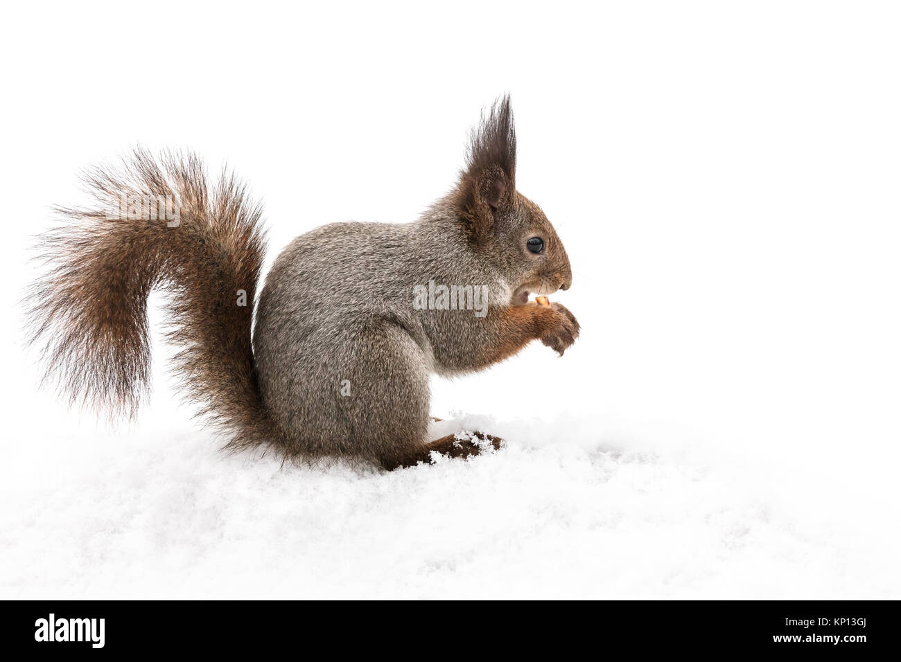Furry Eichhörnchen sitzt im Schnee mit Mutter in die Pfoten Stockfoto