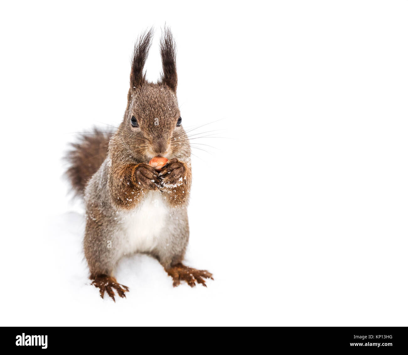 Junge flauschige Eichhörnchen stehend auf Schnee und essen Mutter Stockfoto
