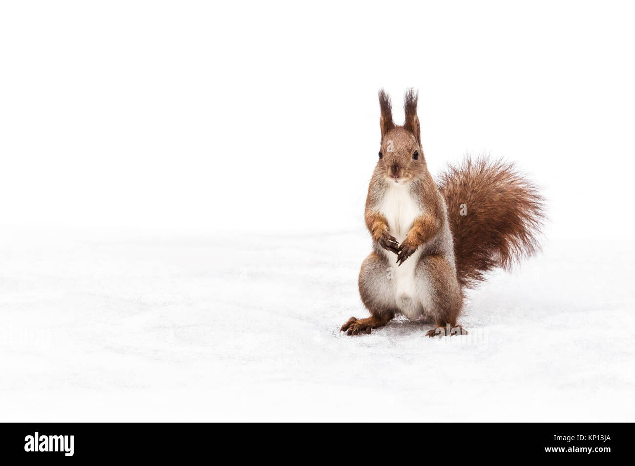 Kleine rote Eichhörnchen stehend auf verschneiten Boden mit Laub und auf der Suche nach Nahrung Stockfoto