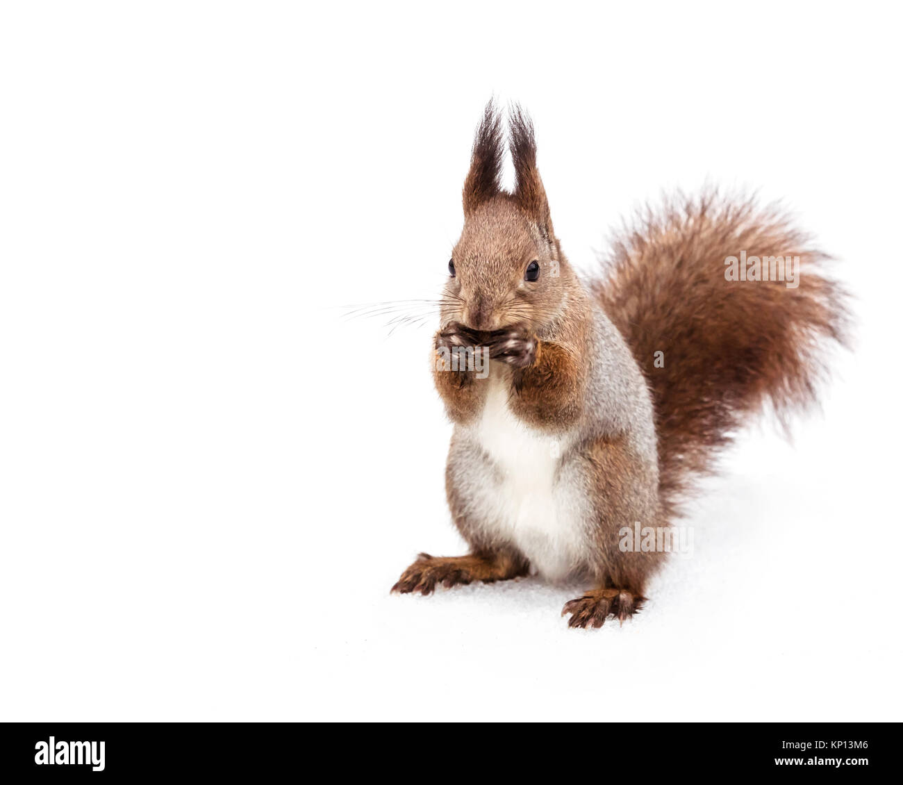Kleine rote Eichhörnchen stehend auf Park schneebedeckten Boden und frisst die Mutter Stockfoto