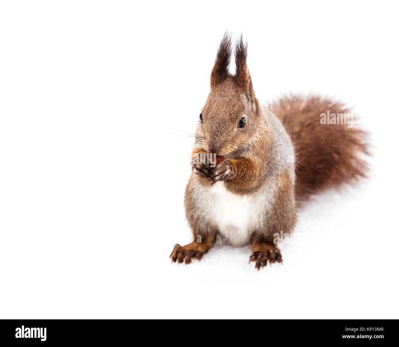 Flauschige Eichhörnchen essen Mutter im Winter verschneite Wald Stockfoto
