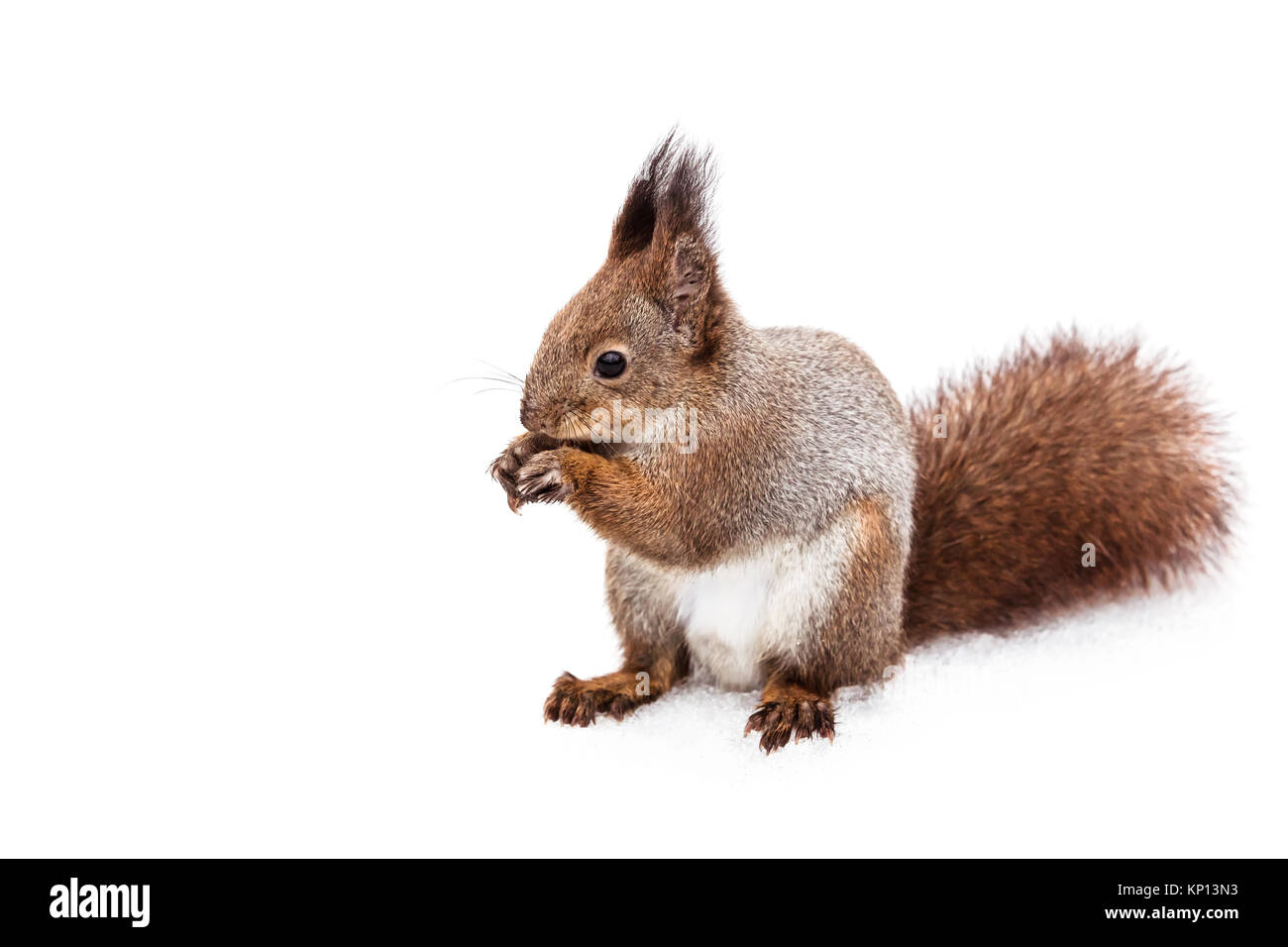 Eichhörnchen stehend bei Schnee im Winter und essen Mutter Stockfoto