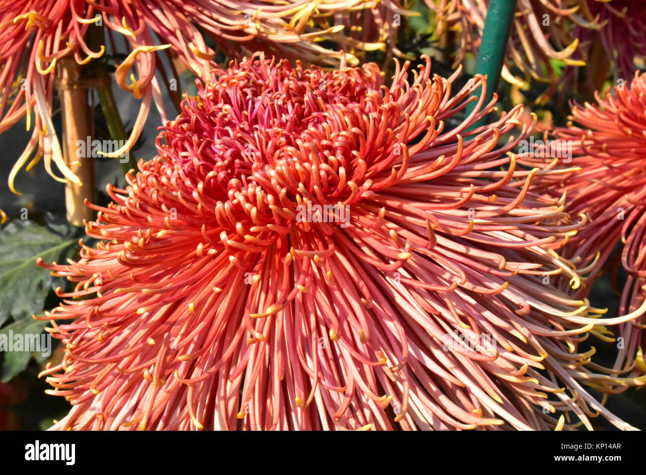 Eine orange Spider Chrysanthemum bei der jährlichen Chrysantheme Show auf terrassenförmig angelegten Garten, Chandigarh. Stockfoto