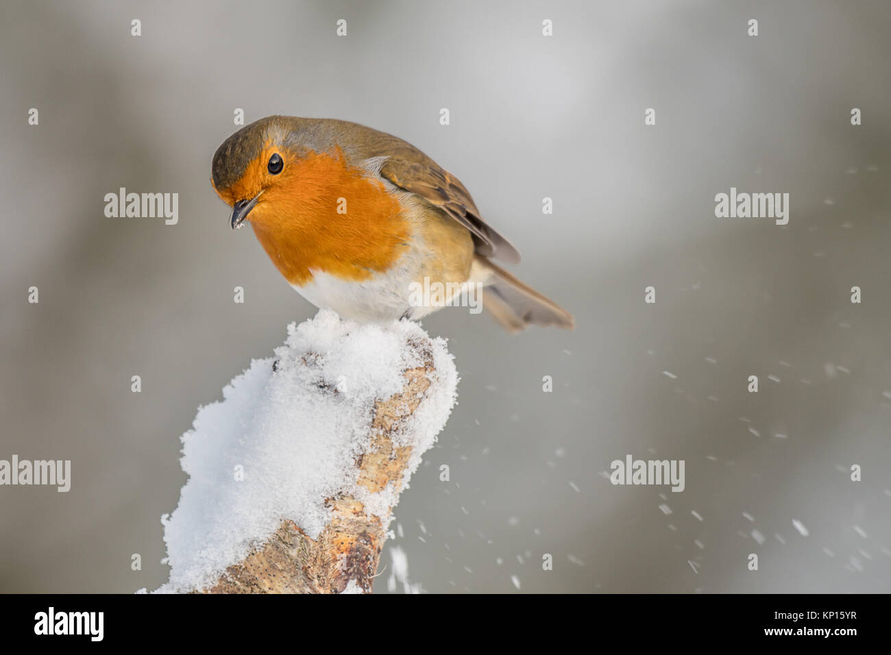 Eine Nahaufnahme eines Robin auf einem schneebedeckten Post neugierig und mit Schnee auf seinem Schnabel schauen gehockt Stockfoto