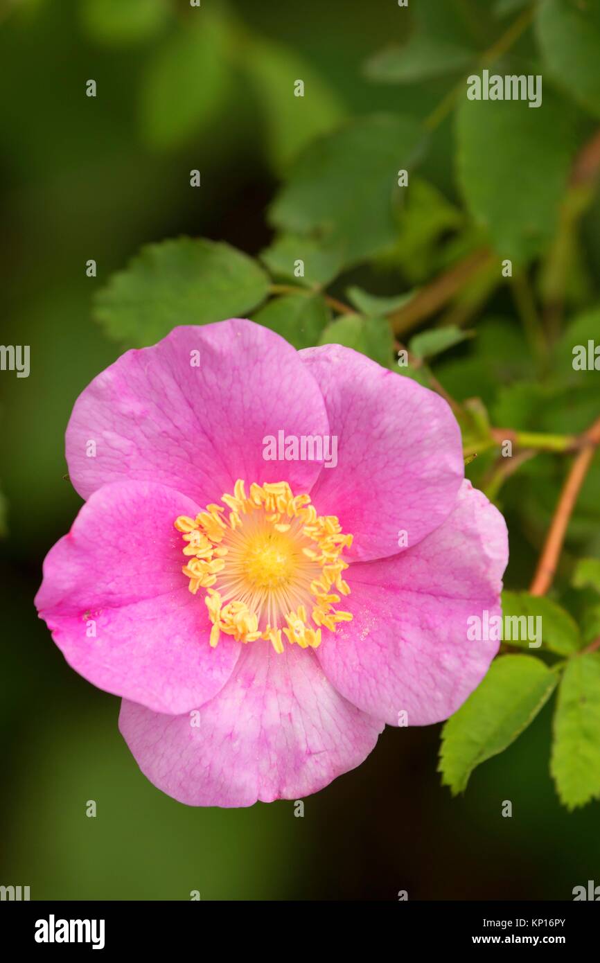 Wilde rose Fotos und Bildmaterial in hoher Auflösung Alamy