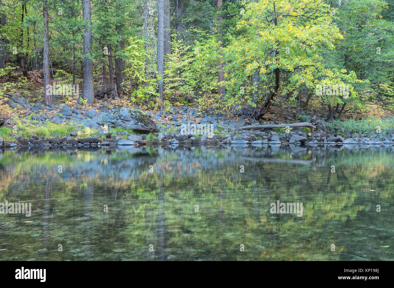 Big leaf Maple und Pazifik Hartriegel entlang der Merced River begann ihr Laub ändern im frühen Herbst, Yosemite National Park, Kalifornien, USA. Stockfoto