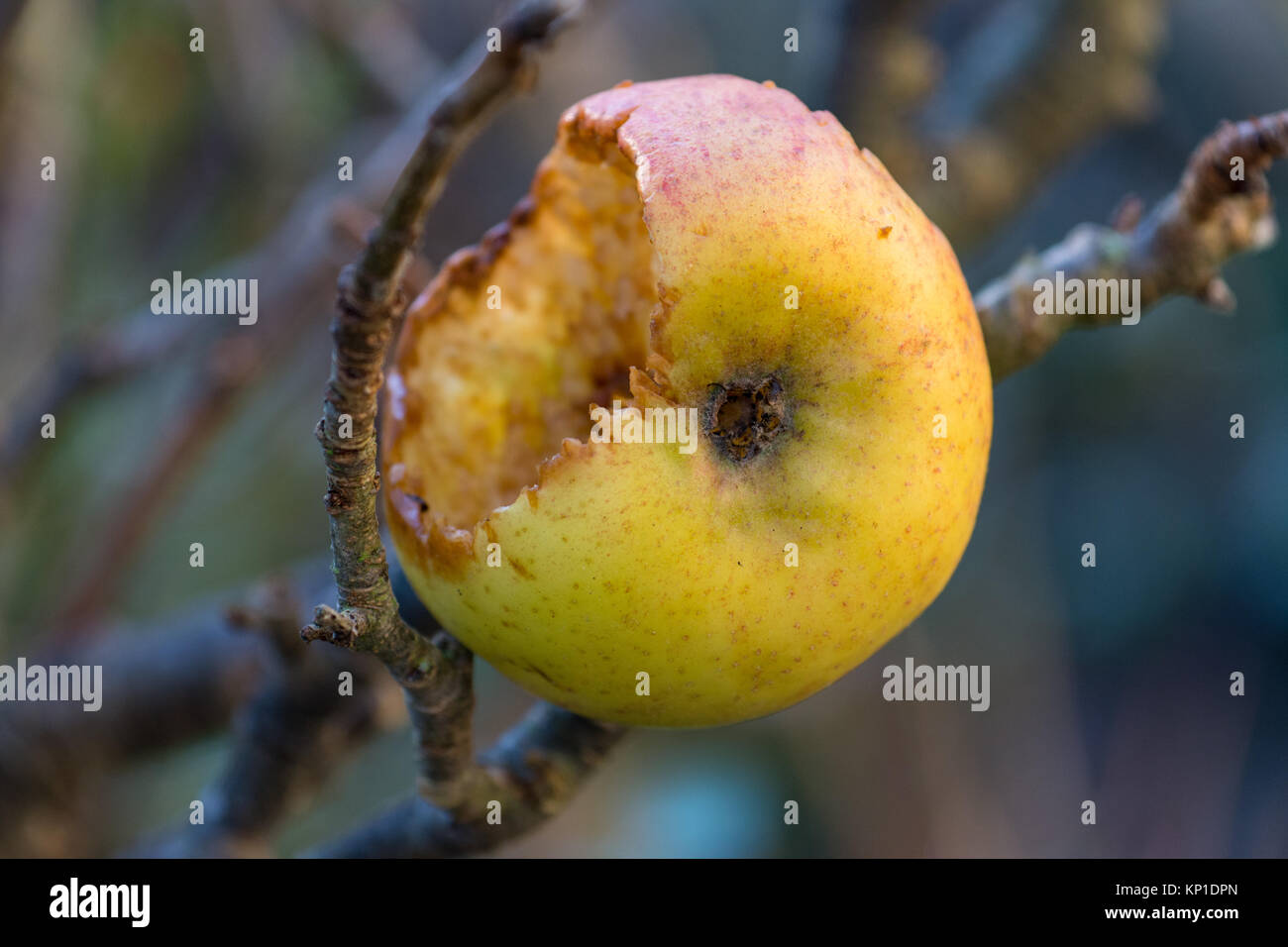 Apfel auf einem Baum meist von Vögeln gefressen Stockfoto