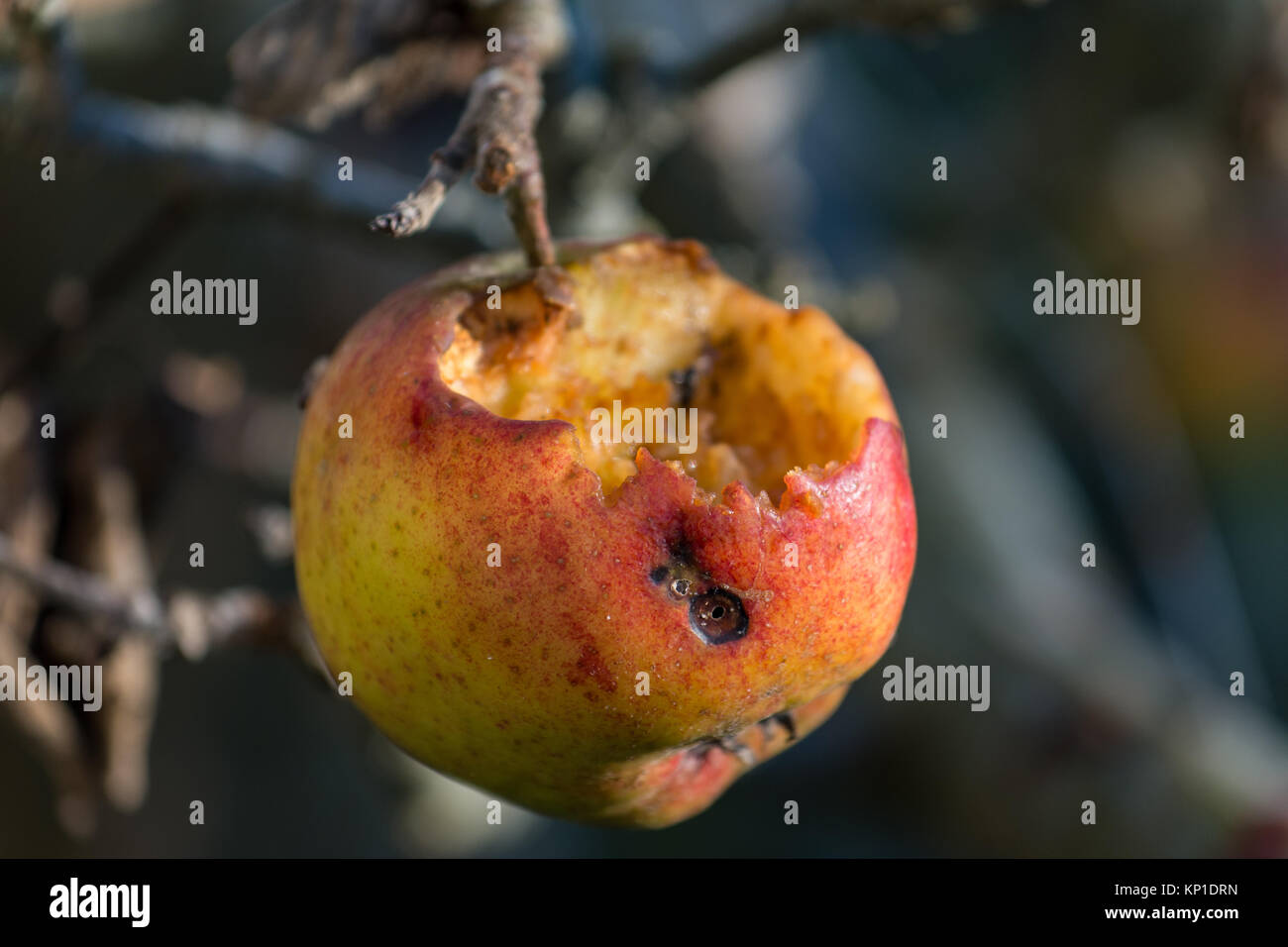 Apfel auf einem Baum meist von Vögeln gefressen Stockfoto