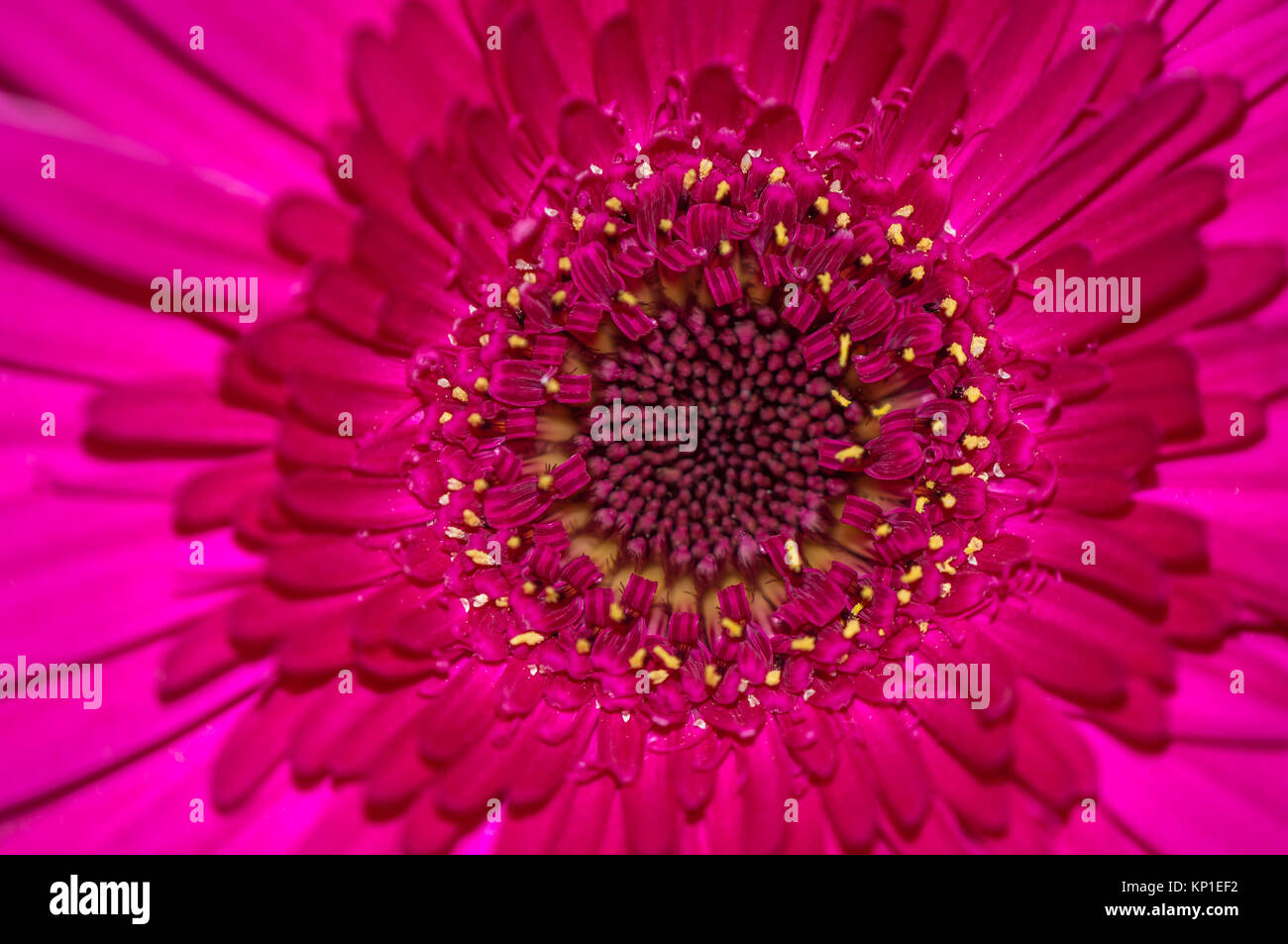 Die Gerbera x hybrida Stockfoto