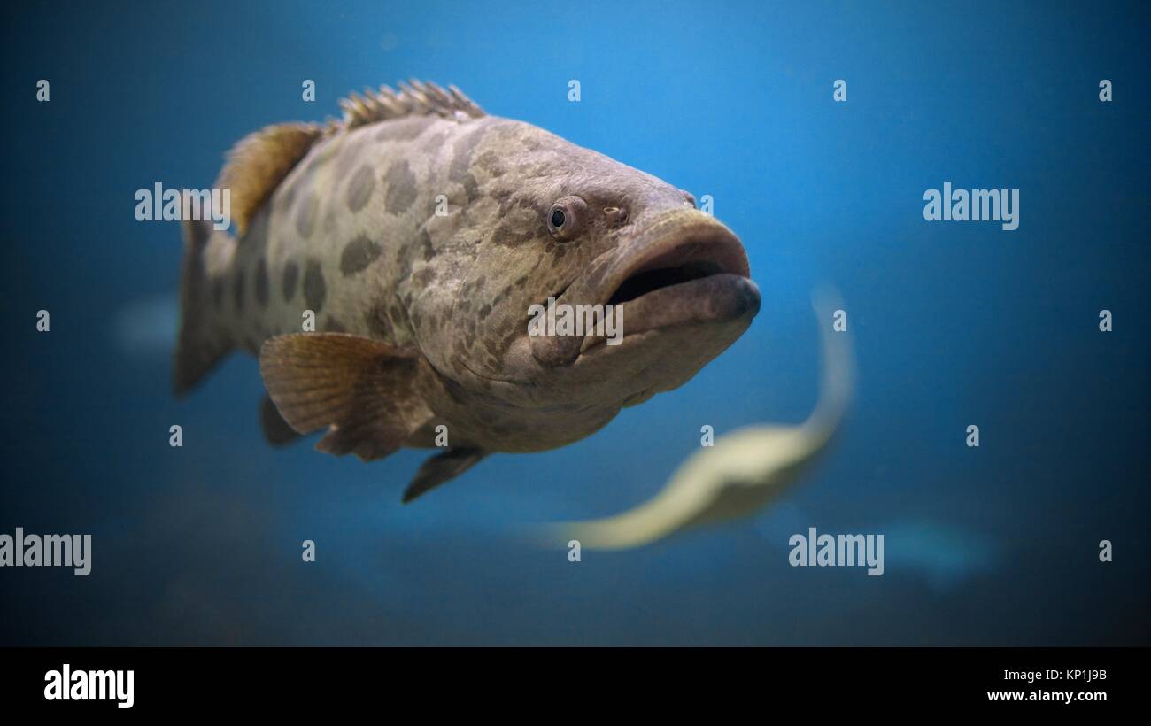 Close up Portrait von Potato Grouper im Wasser Stockfoto