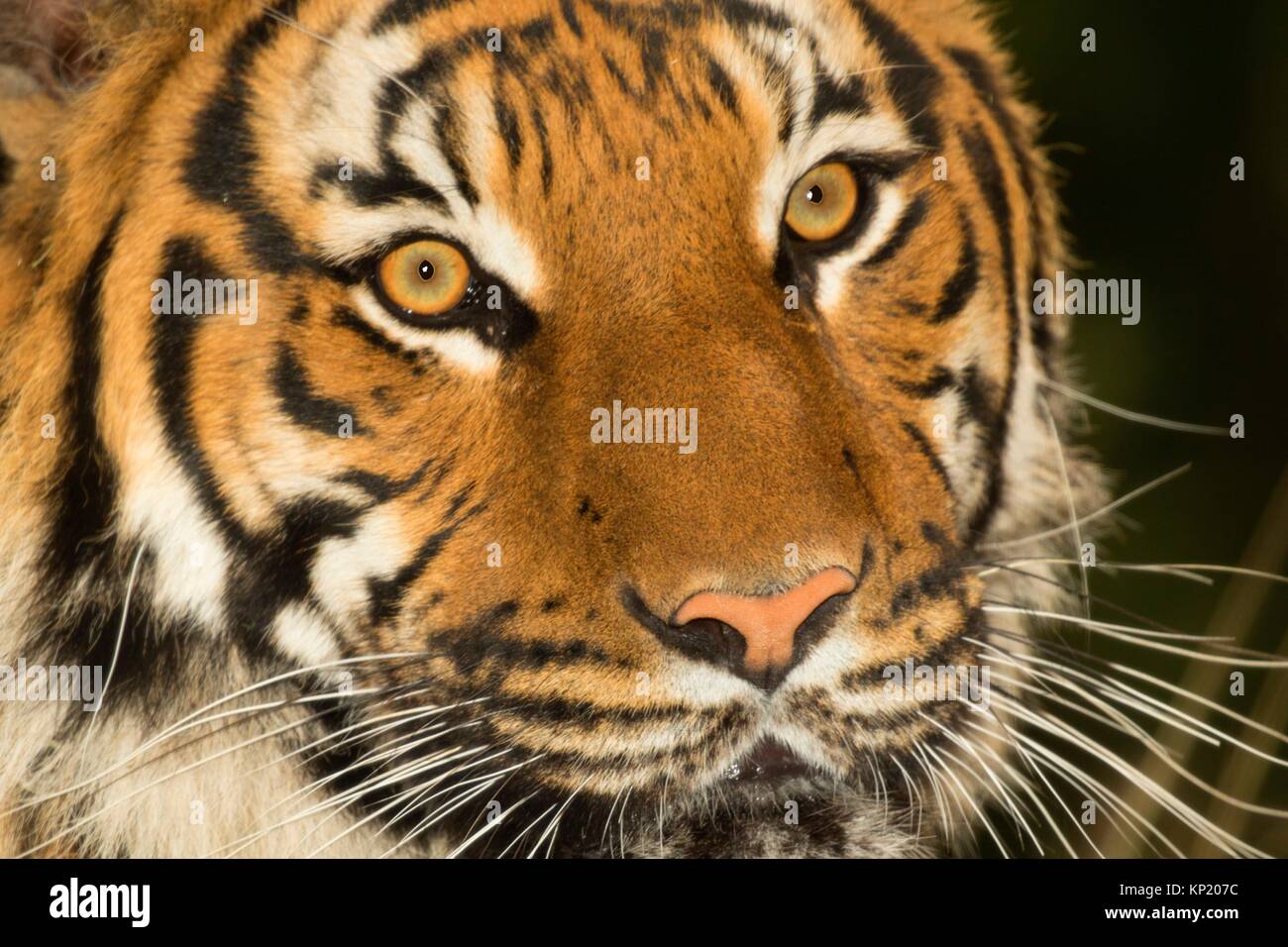Malaiische Tiger, Woodland Park Zoo, Seattle, Washington. Stockfoto
