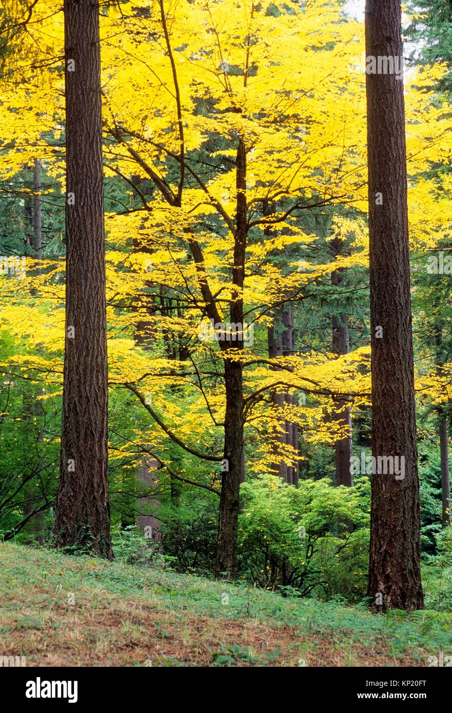 Bäume im Herbst in Hoyt Arboretum, Washington Park, Portland, Oregon. Stockfoto