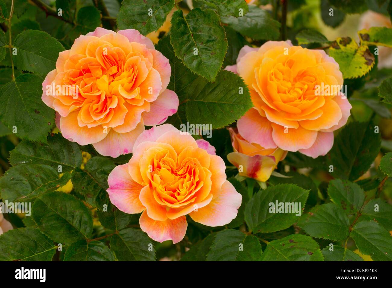 Die Impressionistische Rose, Erbstück Rosen, St. Paul, Minnesota. Stockfoto
