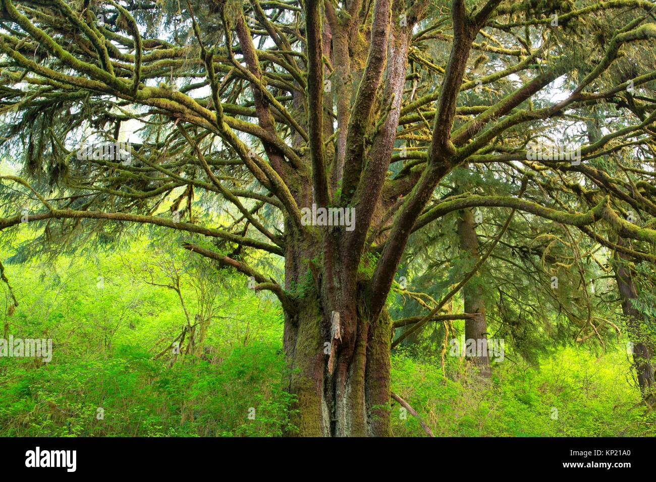 Sitka fichte picea sitchensis Fotos und Bildmaterial in hoher