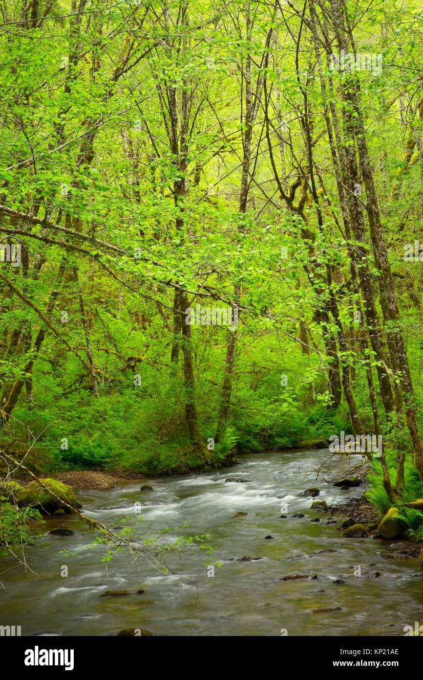 South Fork Alsea River entlang Alsea fällt weg, Alsea fällt Recreation