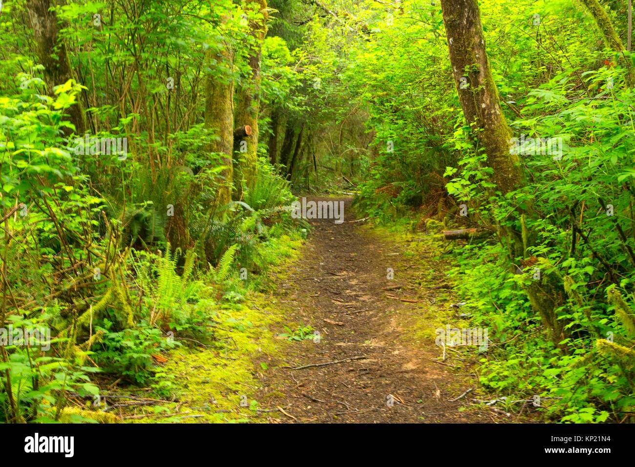 Wanderweg, Freunde von wildwoods Open Space, Lincoln City, Oregon. Stockfoto