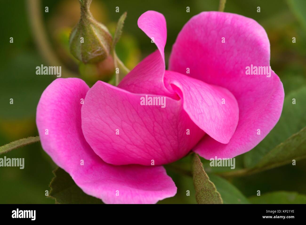 Wilde rose Fotos und Bildmaterial in hoher Auflösung Alamy