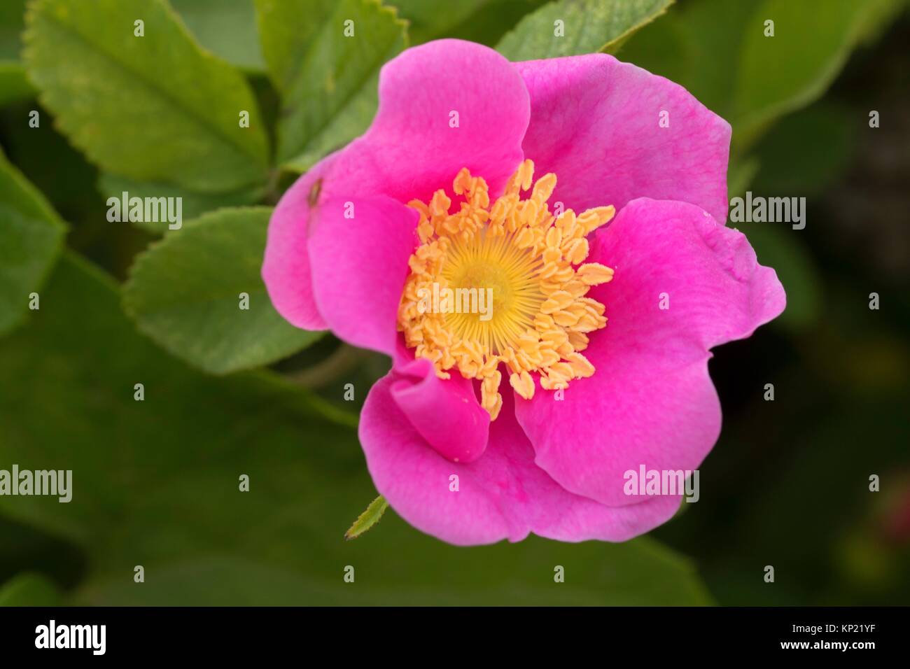 Wilde Rose Stockfotos und bilder Kaufen Alamy